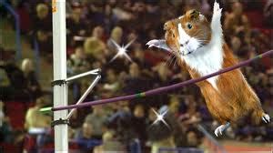 Guinea Pig Olympics - Guinea Pig