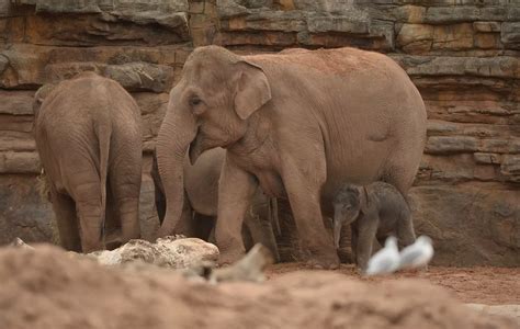 How do Elephants give birth? - Irish Mirror Online