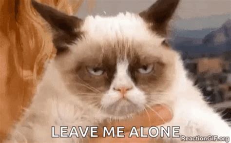 Leave Me Alone Cat GIF – Leave Me Alone Cat Grumpy – Ищите GIF-файлы и ...