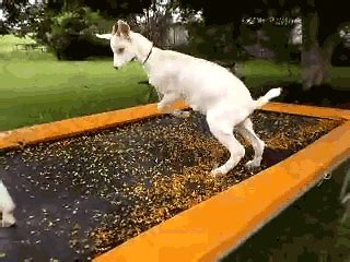 Funny Bounce GIFs - Find & Share on GIPHY