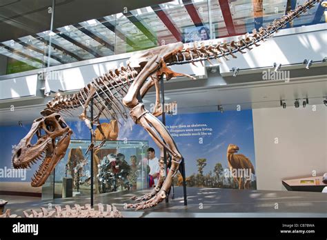 Young Tyrannosaurus Rex, Dinosaur Hall, Natural History Museum, Los ...