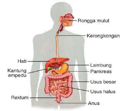 Ringkasan Alat Pencernaan Manusia - Catatan IPA