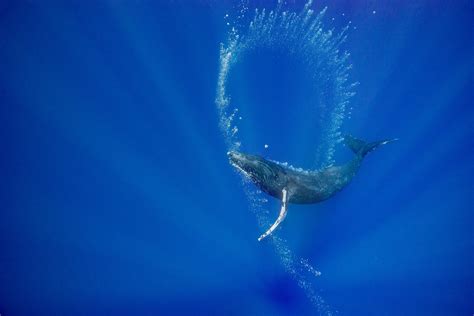 For Humpbacks, Bubbles Can Be Tools | Hakai Magazine