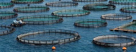 Aquaculture – Rajshree Biosolutions