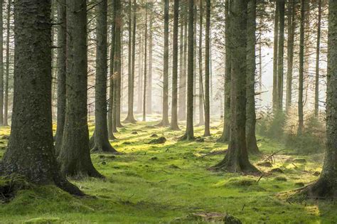 People share their love for trees and forests on International Day of ...