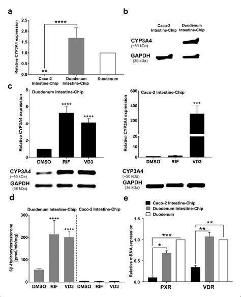 CYP3A4 expression levels and induction in Duodenum Intestine-Chip and ...