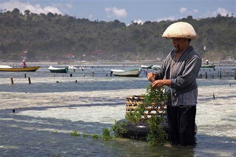 The Benefits of Aquaculture for Poverty Reduction - The Borgen Project