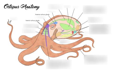 Octopus Anatomy Diagram | Quizlet