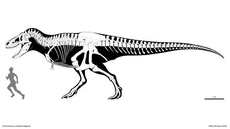 Tyrannosaurus skeletal reconstruction by Sketchy-raptor on DeviantArt