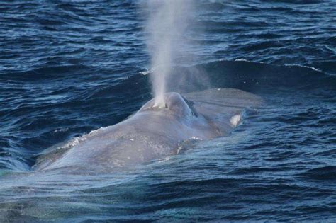 Lack of diversity in pygmy blue whales not due to man-made cause