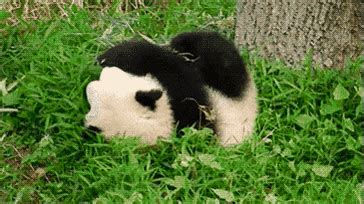 Panda rolls down a hill | GIF | Cute panda, Baby panda, Funny animals