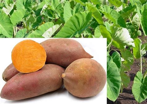 Growing YAM, Cultivation Practices For Beginners | Asia Farming