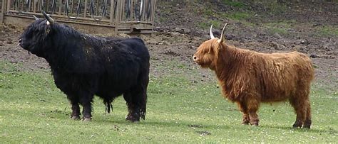 Highland Cattle - A-Z Animals