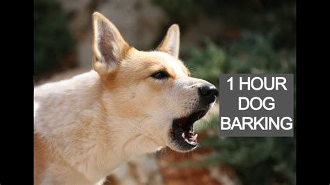 Dog barking 1 hour, dog barking voice, dog barking sounds - YouTube