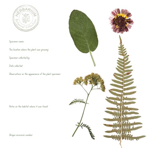 Make Your Own Herbarium Identification Book (2023)