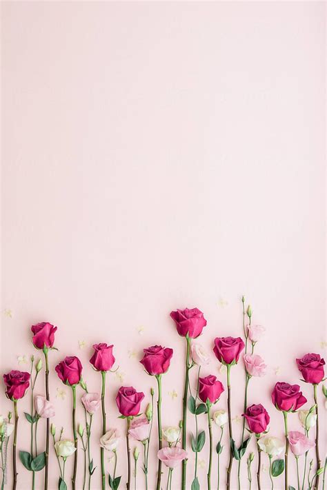 "Pink Roses On A Pink Background" by Stocksy Contributor "Ruth Black ...