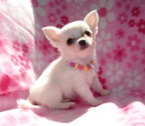 Chihuahua Puppies For Adoption Near Me - Pets Lovers