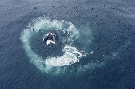 Bubble-net-feeding-Humpback-Whale-in-Tasmania | Wild Ocean Tasmania