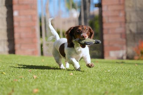 Why Do Dogs Like Playing Fetch