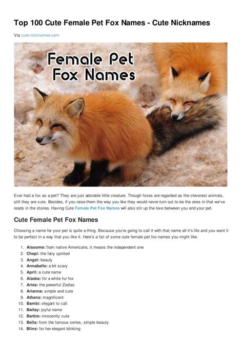 Top 100 cute female pet fox names cute nicknames