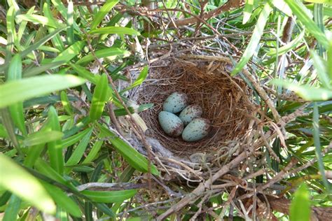 A Northern Mockingbirds nest. | This nest of a Mockingbird w… | Flickr