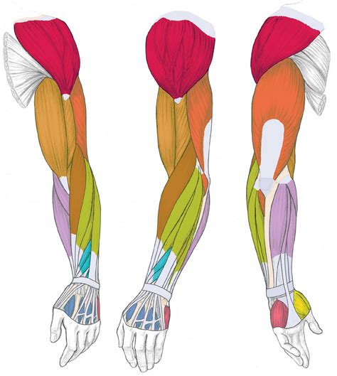 Arm Drawing, Human Anatomy Drawing, Body Drawing, Figure Drawing ...