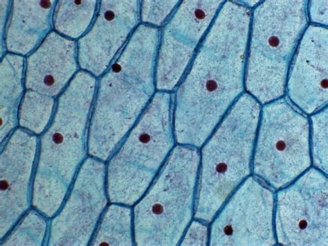 Plant Cells Microscope Nucleus