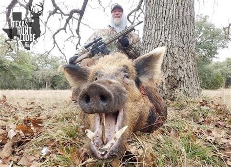 TEXAS - 2 DAY WILD BOAR HUNT FOR 4 HUNTERS