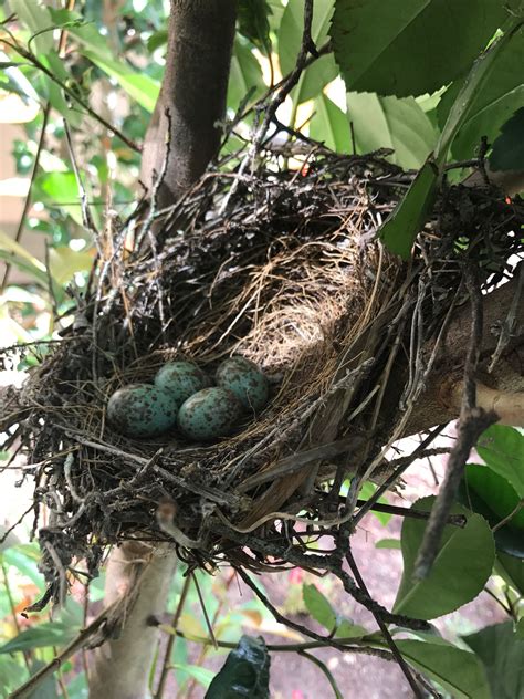 Mockingbird nest in our bush! Central Texas | Central texas, Bush, Amazing