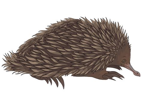 Free Echidna Clipart, Download Free Echidna Clipart png images, Free ...