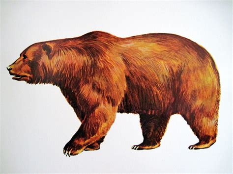 Brown bear illustration | Bear illustration, Brown bear illustration ...