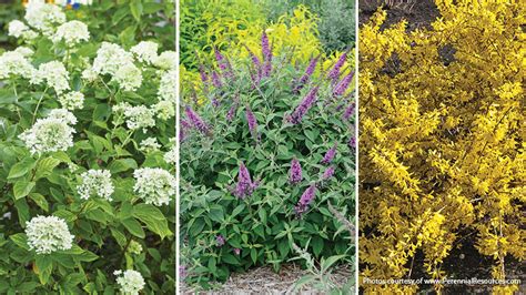 Decorative Shrubs For Pots | Shelly Lighting