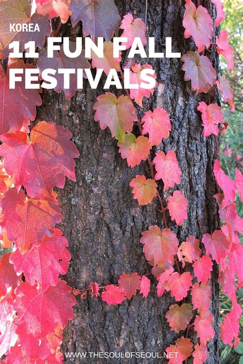 11 Fun Fall Festivals in Korea