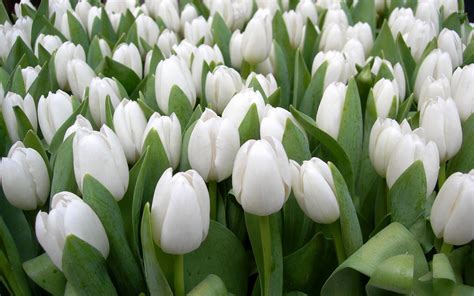 White Tulip Wallpapers - Wallpaper Cave