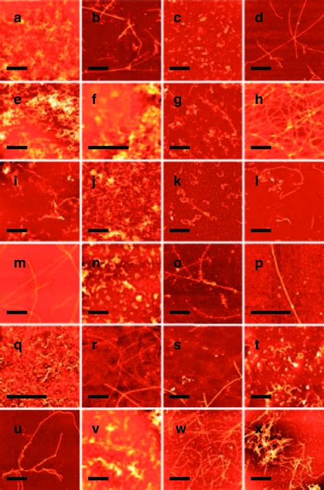 Morphology of Amyloid Fibrils Monitored by AFM. a, albumin; b, alcohol ...