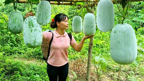 Harvest the garden of eggplant and squash and bring it to the market to ...