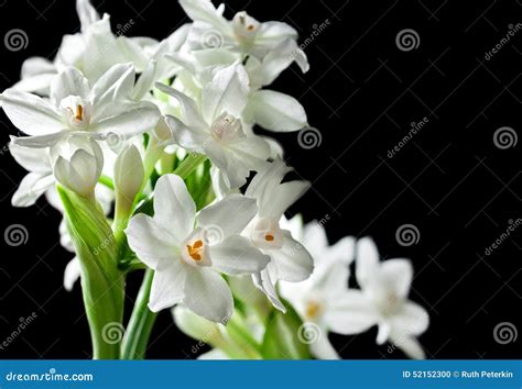 Bouquet of White Paperwhite Narcissus Flowers Stock Photo - Image of ...