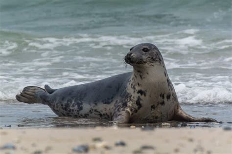 What Do Seals Eat? (Diet & Facts)