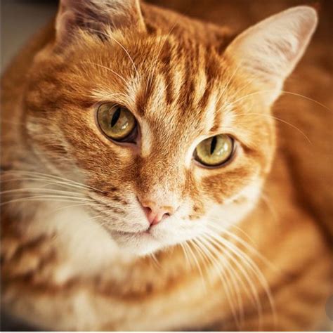 Pin by Tabbyloa on Cats | Orange tabby cats, Tabby cat names, Orange cats