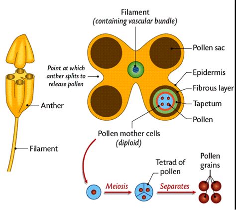 Explain the development of an anther and the formation of microspores ...