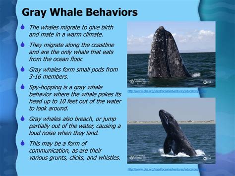 PPT - Gray Whale Migration & Whale Watching PowerPoint Presentation ...