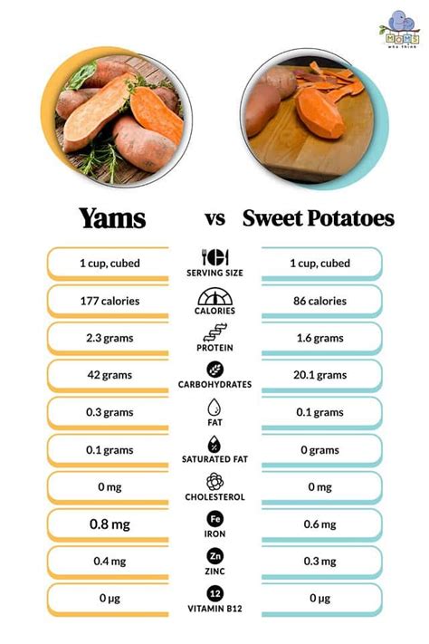 Yam vs. Sweet Potatoes: 7 Key Differences & Full Nutritional Comparison