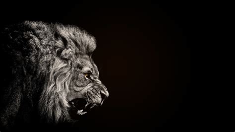 animals, Lion, Black Wallpapers HD / Desktop and Mobile Backgrounds