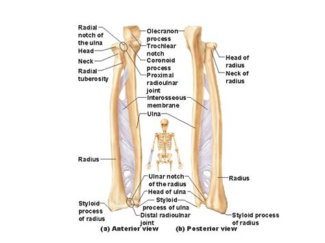 Bones of the appendicular skeleton The Skeleton Appendicular