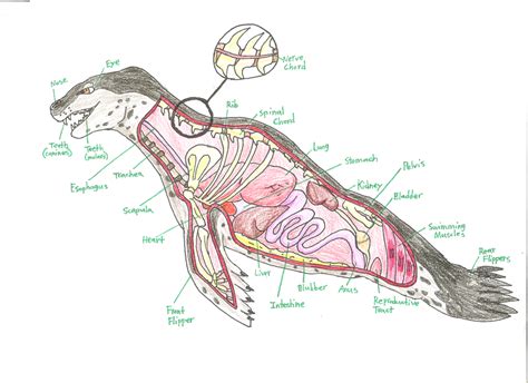 leopard seal anatomy - Google zoeken | PHOCIDAE : Hydrurga leptonyx ...