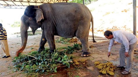 Golden Poo: Elephant dung in demand - Star of Mysore