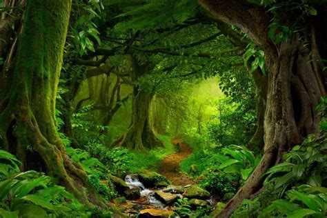 Tropical Jungle Rainforest Footpath Landscape Photo Art Print Laminated ...