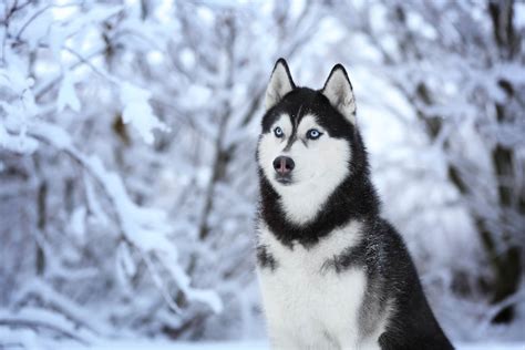 Siberian Husky Steckbrief | Charakter, Pflege & Haltung