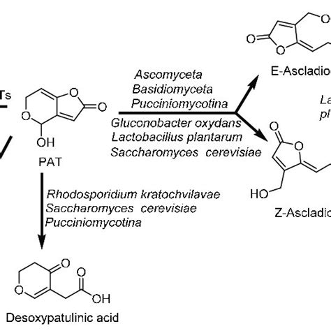 The major metabolic pathways of aflatoxin B1 (AFB1): (A) Aflatoxin M1 ...