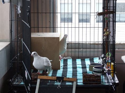 2010_10300122.JPG (1600×1200) | Pet pigeon, Pet cage, Pets